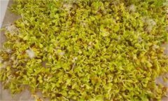 白菜芽苗菜如何進(jìn)行立體無(wú)土栽培？