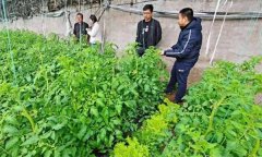 深冬期套種番茄應(yīng)注意什么問題？