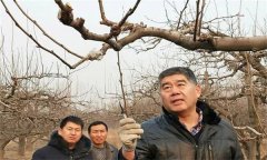 鴨梨的修剪特點是什么？