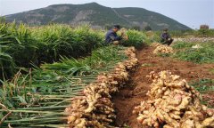 種植生姜怎樣進(jìn)行科學(xué)施肥？