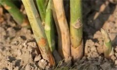 蘆筍莖枯病是什么病菌，其流行規(guī)律是什么？