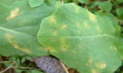怎樣防治油菜霜霉病，有哪些癥狀表現(xiàn)？
