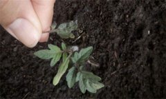茄子僵果、裂口、落花落果的原因及解決辦法