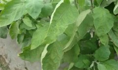 茄子缺氮、磷、鉀癥的癥狀是什么，如何矯正?