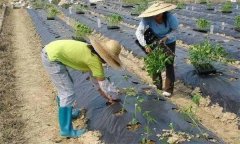 辣椒施用沖施肥有什么優(yōu)點(diǎn) 需要注意哪些問題？