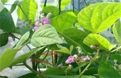 低溫時(shí)期蕓豆如何?；ūＧv?