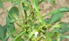 如何防治辣椒三落：落葉、落花、落果