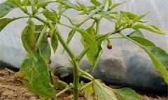 辣椒葉黃且落花落果是什么原因？