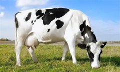 為什么要重視奶牛泌乳高峰？