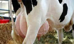 如何飼養(yǎng)泌乳初期奶牛？